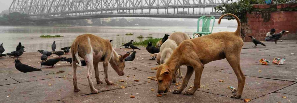 Book travel vaccinations from Rabies to Hepatitis A and B.