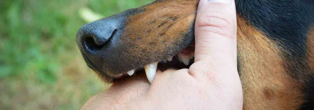 How long does the rabies vaccine last?