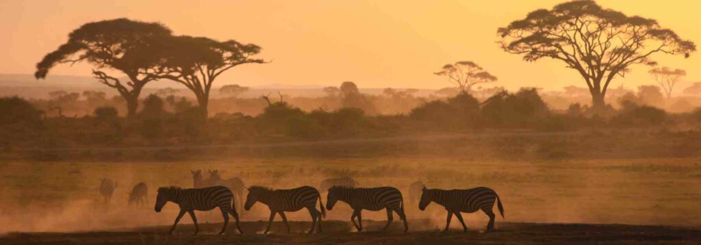 Book a yellow fever jab